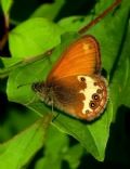 Coenonympha arcania